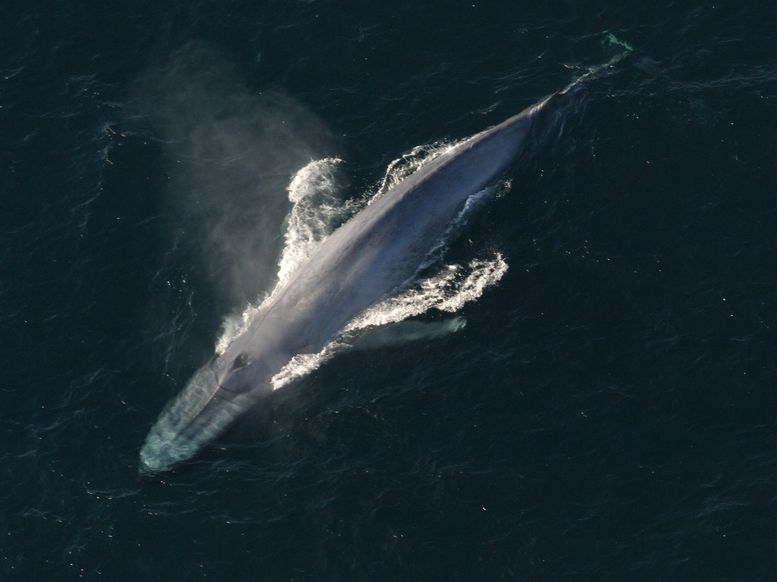 We May Be Able To Speak To Animals In The Future -- Starting With Whales