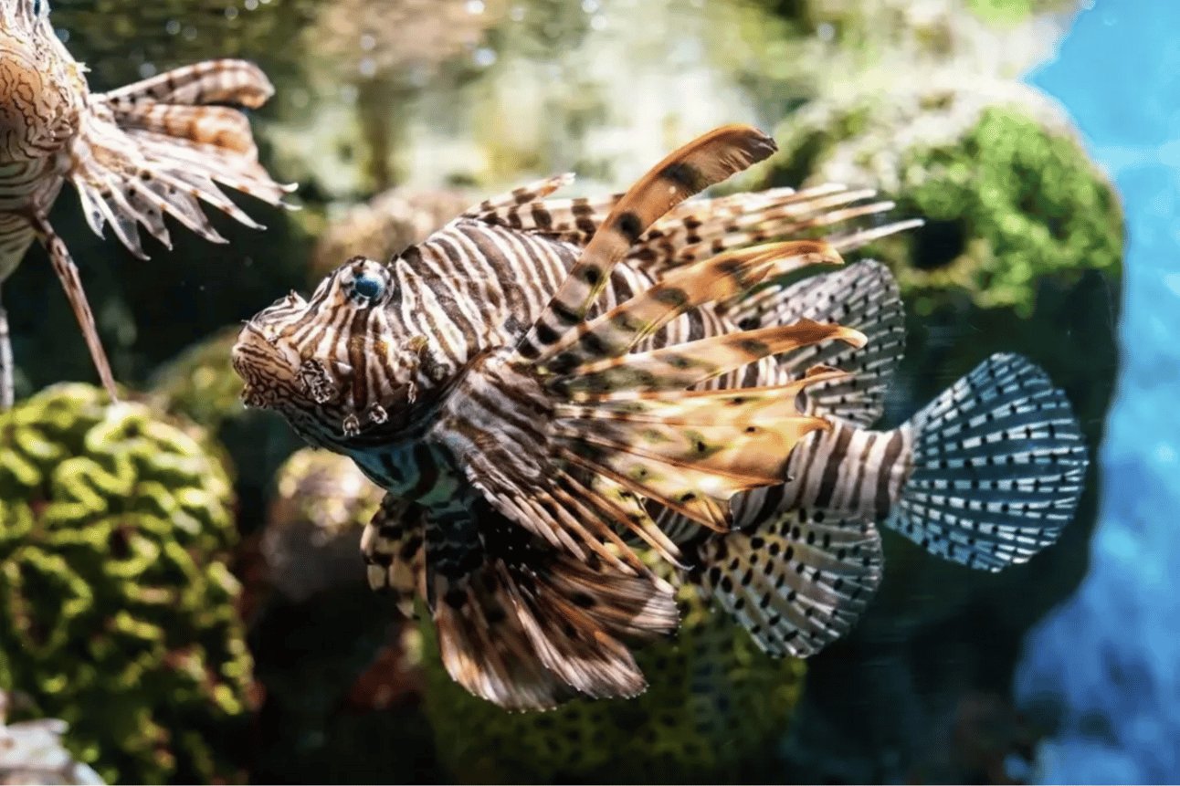 Save the World. Eat More Lionfish and Green Crabs.