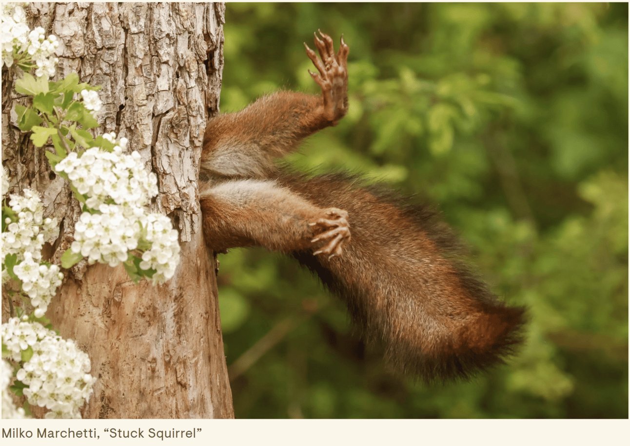 What Funny Wildlife Photos Can Teach Us About Life
