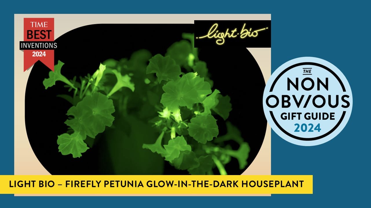 2. Firefly Petunia Glow-in-the-Dark Houseplants