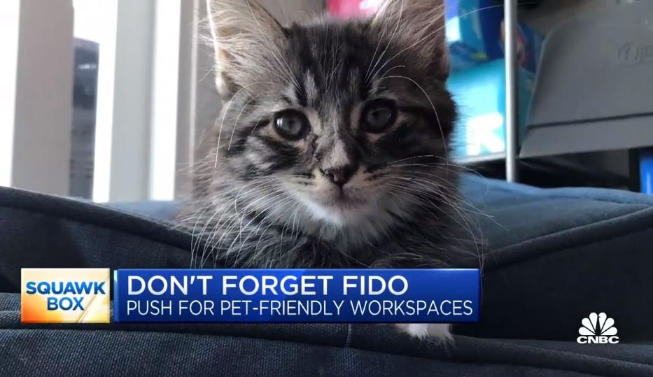Should the Post-Pandemic Office of the Future Be Pet Friendly?