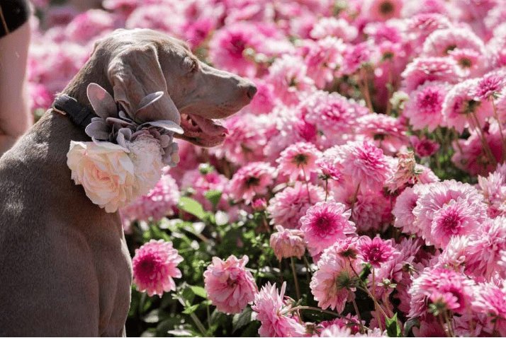 The Gardens of the Future Are On Display