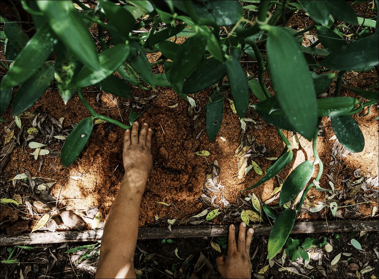 The Future of Agriculture Is Peak Farmland + Growing Reforestation