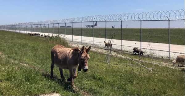 The Farm Animals Helping Run Chicago's O'Hare Airport