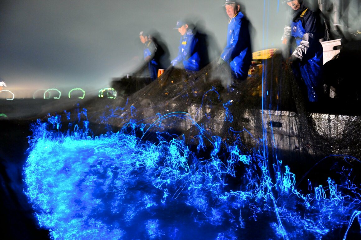 Bioluminescent Firefly Squid, Konbini and Experiencing The Real Japan