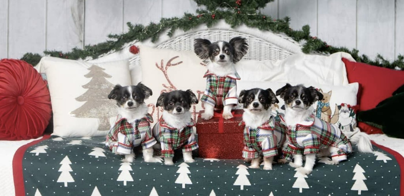 How Instagram Petfluencers Are Using Cloning To Bring Their Pets Back