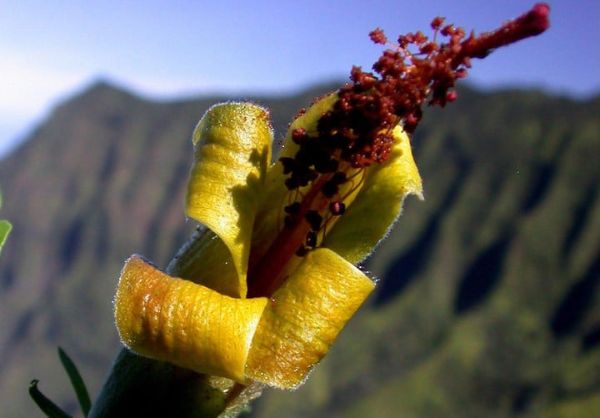 Hawaiian Drone Discovers Thought-To-Be Extinct Flower