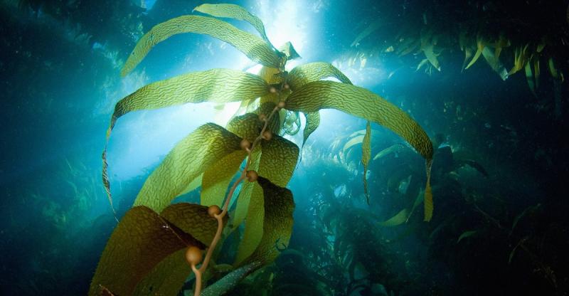 Can Seaweed Mining Become The Next Billion Dollar Industry?