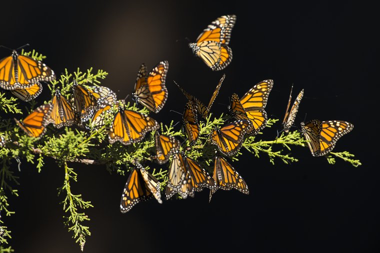 Butterfly Groves