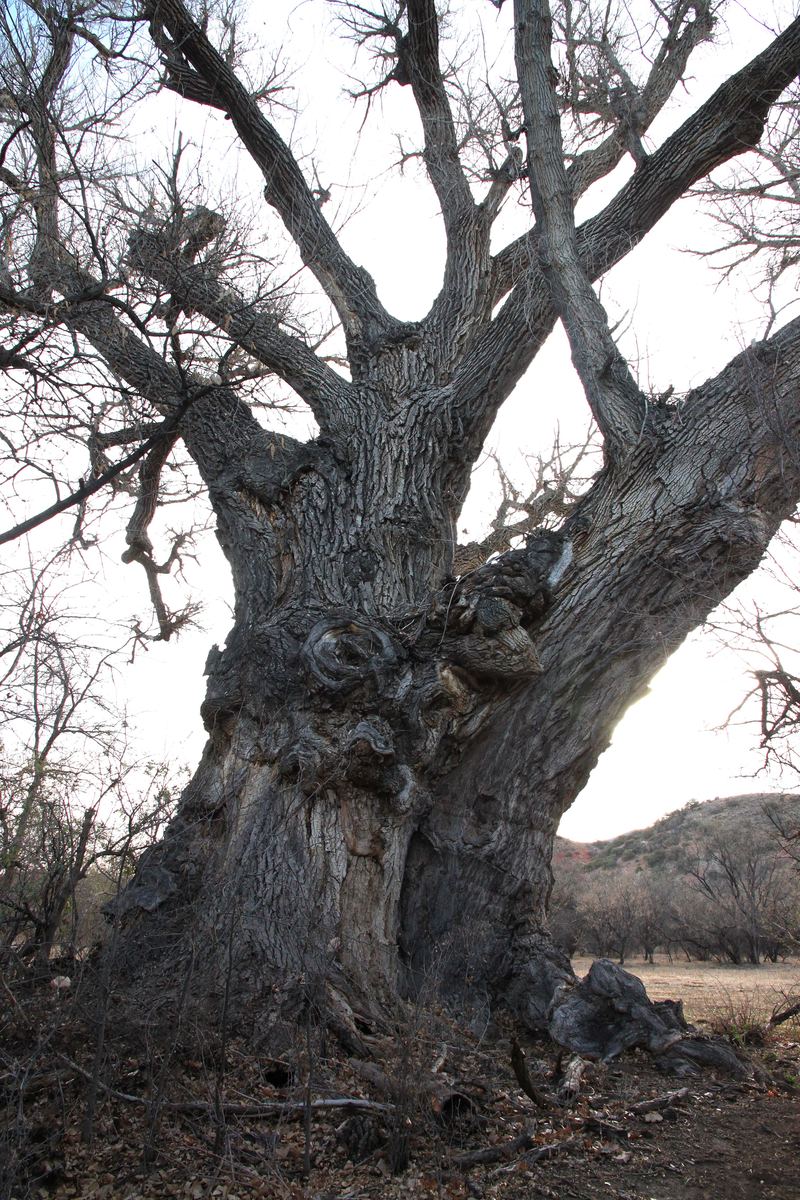 Fremont Cottonwood