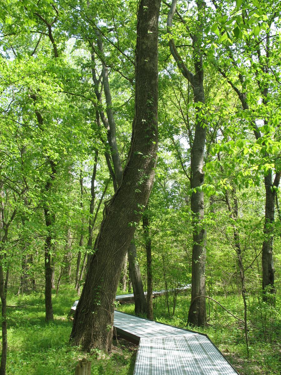 Big Oak Tree State Park Champions (Pumpkin Ash & Swamp Chestnut Oak)