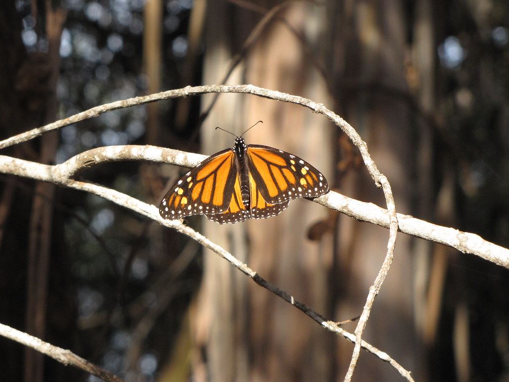 Goleta Butterfly Grove at Ellwood Mesa