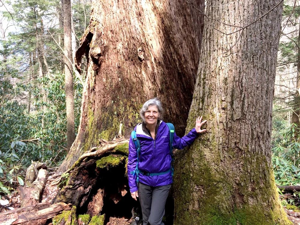 Albright Grove - Great Smoky Mountains National Park