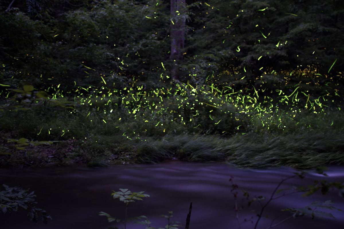 Pennsylvania Firefly Festival